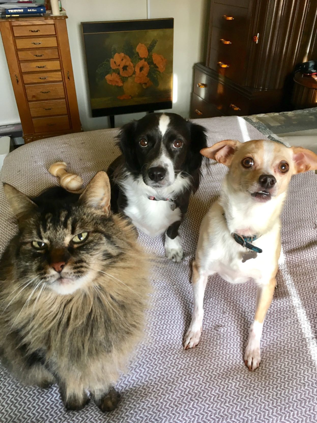 Bob, Luna, and Baron
